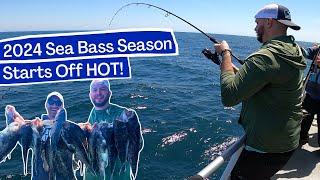 Sea Bass Limit Aboard the Norma K III!!