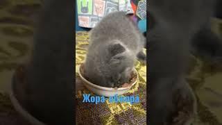 Кіт Жора. Жора обжора.   #цікавевідео #кітжора #пастухмаша   #звірі #жора #шотландец #кошки #котики