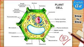 Plant Cell Diagram Drawing / Plant cell structure Labelled / Step by step