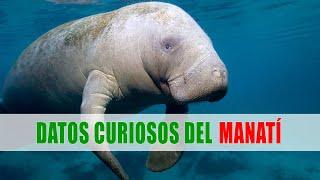 Manatí, Vaca marina (Trichechus) | Datos curiosos de animales