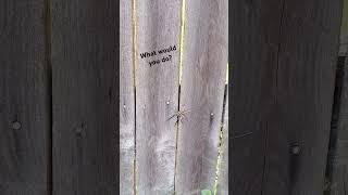 Should I be concerned? #spider #mowlawn #big #wolfspider #fence