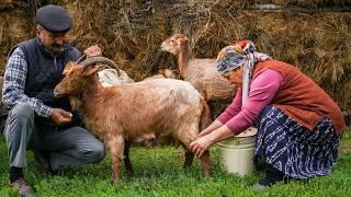  Fresh Goat Milk Cheese: Made in Nature 