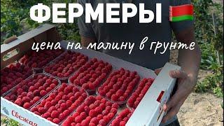 Выращивание малины в теплице . Сорта, подкормки и другие секреты выращивания. Тепличная малина