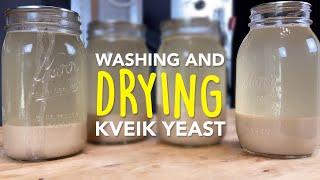 How to Dry Kveik Yeast for Mead, Cider, and Beer using a Food Dehydrator or an Oven
