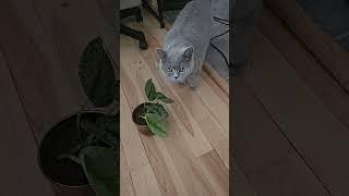 How do I manage cats and toxic plants?  #houseplants #cats  #indoorplants #plants