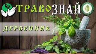 Плакун-трава для прояснения ума.