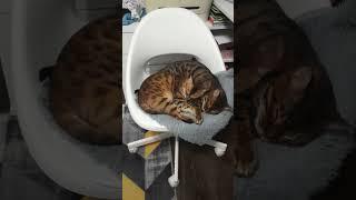Сладкие кошки