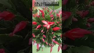 Christmas cactus / 3 ways to make flowers bloom