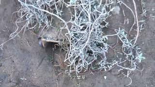 【老四赶海的作品】海鲜吃腻了，老四来收蟹笼抓到大货，去换只椰子鸡补身...
