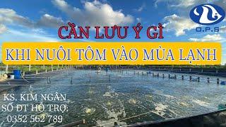 Cần lưu ý gì khi nuôi tôm mùa lạnh?| Ngan Nguyen Official