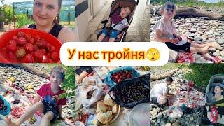 У нас тройня 🫣/ навестила бабулю/ собрала ягоды / наготовила дома