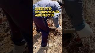 최신품종 무화과 소개합니다 고소득 작물 서둘러 움직이세요 국내최초 대량 생산품 묘목문의 01045029900