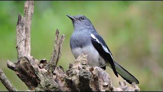 Call of the Oriental magpie-robin සින්දු කියන පොල්කිච්චා (Polkichcha)