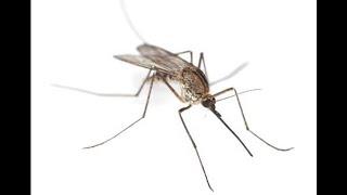 1 full minute of relaxing mosquito sounds