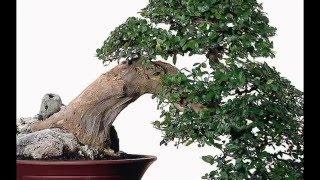 Bonsai Tanaman Hias Unik Langka