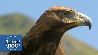 Golden Eagle | HD Documentary