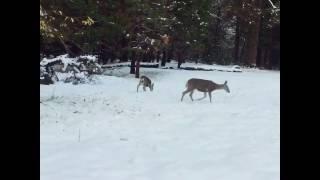 Huge deer sighting in my back yard