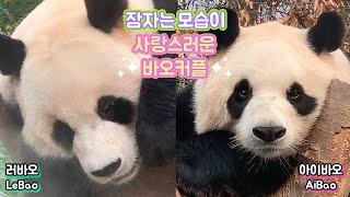 ︎아이바오 & 러바오︎ 사랑스러운 바오커플 I ︎AiBao & LeBao︎ Lovely Bao Couple