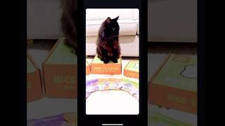 Join the Michu family now! #cat #pets #catfood #cute #animals