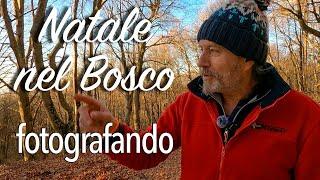 Natale nel Bosco per farvi gli Auguri