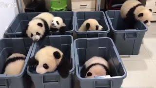 Adorable Panda Cubs Try to Climb Out of Plastic Tubs