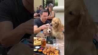 Ordering off a secret dog menu! #goldenretriever #dog