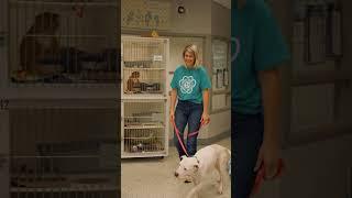 Miranda Lambert & Ella Langley: Tractor Supply shopping haul for Shelter Pets!