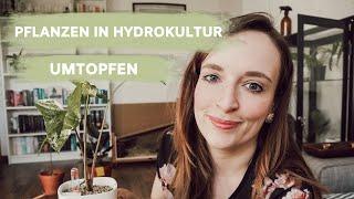 UMTOPFEN IN HYDROKULTUR | LECHUZA 14950 MINI DELTINI | coyote diaries