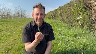Identifying Yarrow, Achillea millifolium