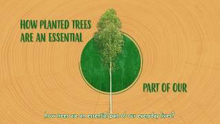 Forest of possibilities: products from planted trees