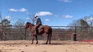 Shadow Quarter Horse Filly - Sale Video