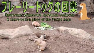【１駅分(急行)の癒し】プレーリードッグの団欒　Приятное общество луговых собачек A conversation piece of the Prairie dogs