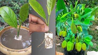 Simple method propagate jackfruit tree with banana and tharmocal, How to grow jackfruit tree cutting