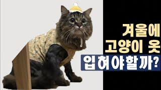 [ENG SUB] 고양이 겨울에 옷 잘못입으면 피부병까지 생긴다고?