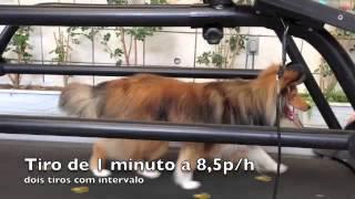 Treadmill Cardio Training-Dog Agility Pre-Season Routine!