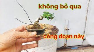 KHÔNG NÊN BỎ QUA CÔNG ĐOẠN NÀY KHI ÉP CHẬU CHO CÂY BONSAI MINI