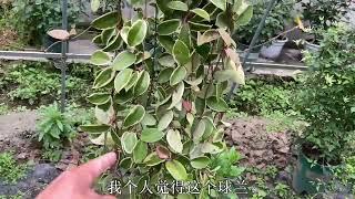 盘点6款开花爬藤植物，分享它们优缺点，风车茉莉评价最好