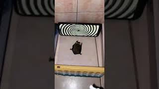 Insect Drama Part 71  #shorts