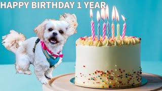 Phoebe the Maltese Dog's Birthday Bash: Funny Maltese Dog Videos & Pictures!