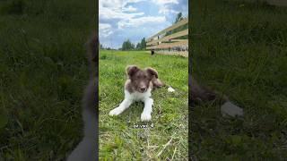 Новая собака на ферме  #собака #бордерколли #овцы #ферма #дача
