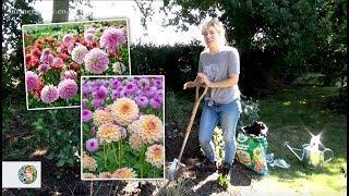 How to plant Dahlia tubers in a border - FarmerGracy.co.uk