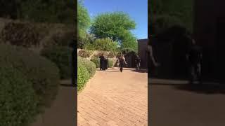 Oro Valley police capture runaway emu