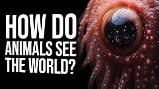 Top Animals With Unusual Vision