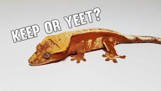 Picking Holdback Crested Geckos! Keep Or Yeet? Part 1