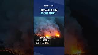 정부 '숲 관리' 도마 위에 #Shorts (MBC뉴스)