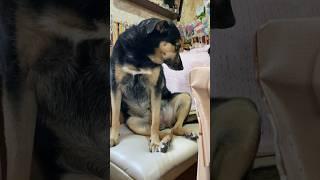 Люсе не дали шоколадку‍️ Обида вечная #собака #моясобака #собаки #люся