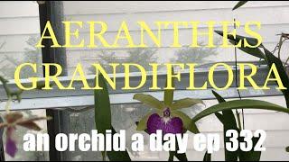 AN ORCHID A DAY EPISODE 332  AERANTHES grandiflora #orchidgreenhouse