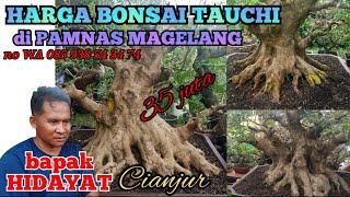 CEK HARGA BONSAI TAUCI atau KALIMANTAN SEHARGA MOTOR N MAX