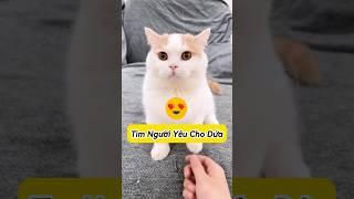 Dứa Có Người Yêu Nuôi Từ Bé  #thúcưng #vậtnuôi #chómèohàihước #funny #pets #cat #cute