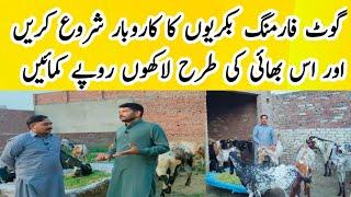 How To Start | Goat Farming in Shakargarh | Punjab Pakistan | Apna MundhiKhail